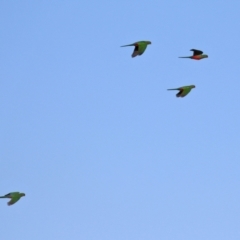 Alisterus scapularis (Australian King-Parrot) at Upper Stranger Pond - 30 May 2021 by RodDeb