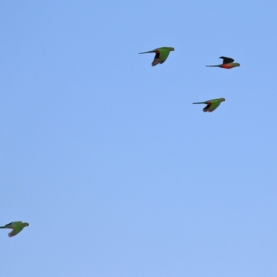 Alisterus scapularis (Australian King-Parrot) at Upper Stranger Pond - 30 May 2021 by RodDeb