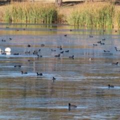 Fulica atra (Eurasian Coot) at Upper Stranger Pond - 30 May 2021 by RodDeb