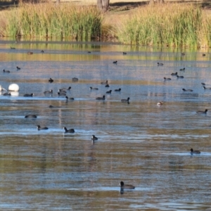 Fulica atra at Bonython, ACT - 30 May 2021 01:46 PM