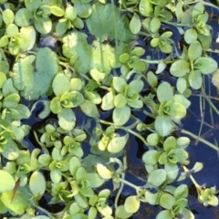 Callitriche stagnalis (Common Starwort) at Tennent, ACT - 30 May 2021 by JaneR