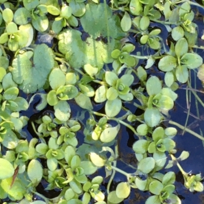 Callitriche stagnalis (Common Starwort) at Tennent, ACT - 30 May 2021 by JaneR