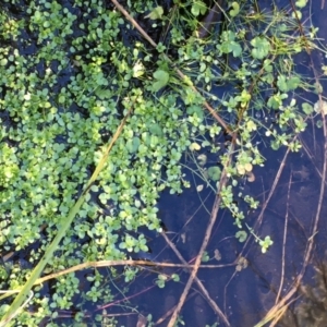 Callitriche stagnalis at Namadgi National Park - 30 May 2021