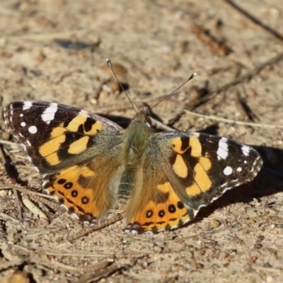 Vanessa kershawi (Australian Painted Lady) at Upper Stranger Pond - 30 May 2021 by RodDeb