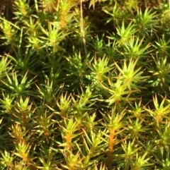 Polytrichaceae sp. (family) (A moss) at Tennent, ACT - 30 May 2021 by JaneR