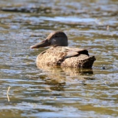 Spatula rhynchotis (Australasian Shoveler) at Upper Stranger Pond - 30 May 2021 by RodDeb