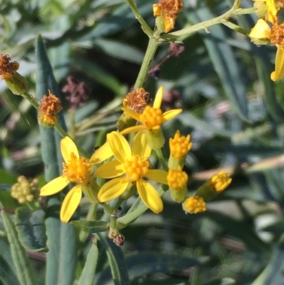 Senecio linearifolius var. intermedius at Tennent, ACT - 30 May 2021 by JaneR