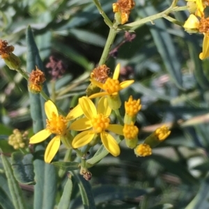 Senecio linearifolius var. intermedius at Tennent, ACT - 30 May 2021