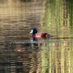 Oxyura australis (Blue-billed Duck) at Bonython, ACT - 30 May 2021 by RodDeb