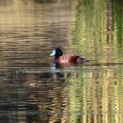 Oxyura australis (Blue-billed Duck) at Upper Stranger Pond - 30 May 2021 by RodDeb