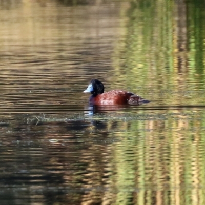 Oxyura australis (Blue-billed Duck) at Bonython, ACT - 30 May 2021 by RodDeb