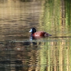 Oxyura australis (Blue-billed Duck) at Upper Stranger Pond - 30 May 2021 by RodDeb