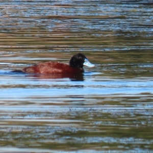 Oxyura australis at Bonython, ACT - 30 May 2021