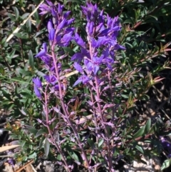 Veronica perfoliata (Digger's Speedwell) at Namadgi National Park - 30 May 2021 by JaneR