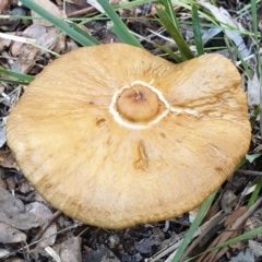 Oudemansiella gigaspora group (Rooting Shank) at Aranda Bushland - 26 May 2021 by drakes