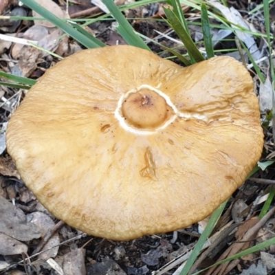 Oudemansiella 'radicata group' (Rooting shank) at Holt, ACT - 26 May 2021 by drakes