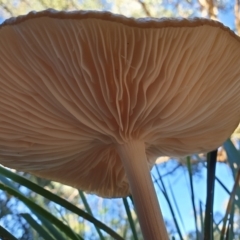 Oudemansiella gigaspora group at Holt, ACT - 27 May 2021