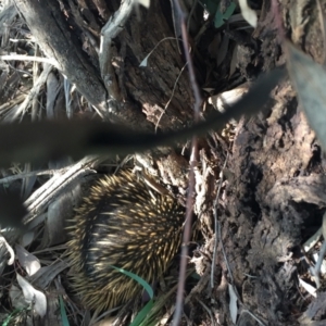 Tachyglossus aculeatus at Murrumbateman, NSW - 29 Sep 2020