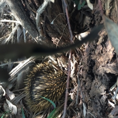 Tachyglossus aculeatus (Short-beaked Echidna) at Murrumbateman, NSW - 29 Sep 2020 by ALCaston