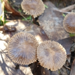 Unidentified Cap on a stem; gills below cap [mushrooms or mushroom-like] at Cook, ACT - 27 May 2021 by drakes