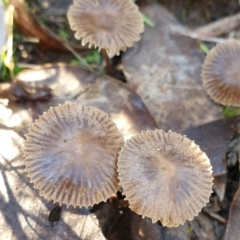 Mycena sp. ‘grey or grey-brown caps’ at Cook, ACT - 27 May 2021 by drakes