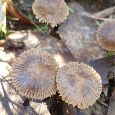 Mycena sp. ‘grey or grey-brown caps’ at Cook, ACT - 28 May 2021 by drakes