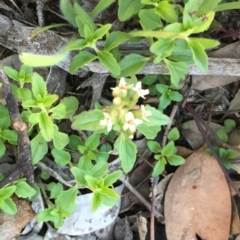 Mentha diemenica (Wild Mint, Slender mint) at Murrumbateman, NSW - 8 Jun 2020 by ALCaston