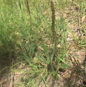 Plantago varia at Murrumbateman, NSW - 5 Nov 2020 01:05 PM