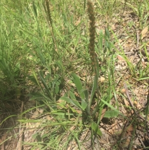 Plantago varia at Murrumbateman, NSW - 5 Nov 2020