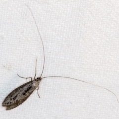 Trichoptera sp. (order) (Unidentified Caddisfly) at Melba, ACT - 24 Apr 2018 by Bron