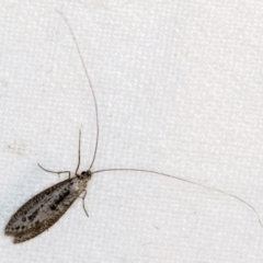 Trichoptera sp. (order) (TBC) at Melba, ACT - 24 Apr 2018 by Bron