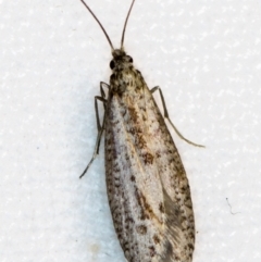 Trichoptera sp. (order) at Melba, ACT - 25 Apr 2018