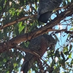 Callocephalon fimbriatum (Gang-gang Cockatoo) at Yass River, NSW - 31 May 2021 by 120Acres