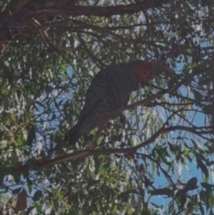 Callocephalon fimbriatum at Yass River, NSW - suppressed