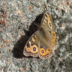 Junonia villida at Boro, NSW - 28 May 2021