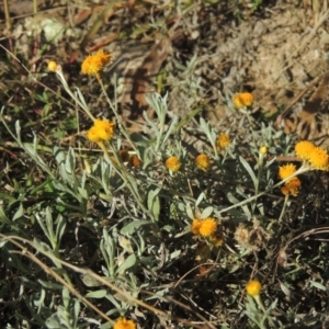 Chrysocephalum apiculatum at Conder, ACT - 30 Mar 2021