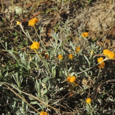 Chrysocephalum apiculatum (Common Everlasting) at Rob Roy Range - 30 Mar 2021 by michaelb