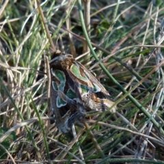 Cosmodes elegans (Green Blotched Moth) at Boro, NSW - 29 May 2021 by Paul4K