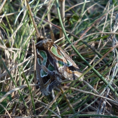 Cosmodes elegans (Green Blotched Moth) at Boro - 29 May 2021 by Paul4K