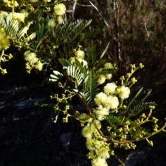 Acacia terminalis (Sunshine Wattle) at Boro, NSW - 29 May 2021 by Paul4K