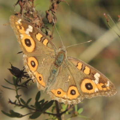 Junonia villida (Meadow Argus) at Rob Roy Range - 30 Mar 2021 by michaelb