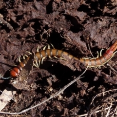 Cormocephalus aurantiipes (Orange-legged Centipede) at QPRC LGA - 29 May 2021 by Paul4K