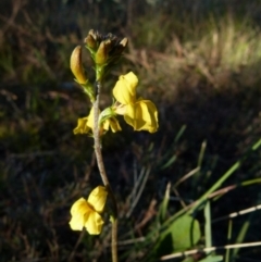 Goodenia bellidifolia (Daisy-leaf Goodenia) at Boro, NSW - 29 May 2021 by Paul4K