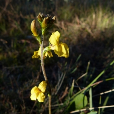Goodenia bellidifolia (Daisy-leaf Goodenia) at Boro, NSW - 29 May 2021 by Paul4K