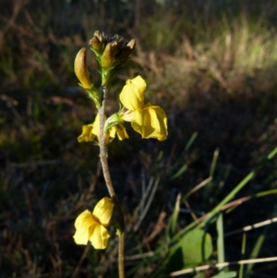 Goodenia bellidifolia (Daisy-leaf Goodenia) at Boro - 28 May 2021 by Paul4K