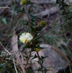 Acacia gunnii (Ploughshare Wattle) at Boro - 28 May 2021 by Paul4K