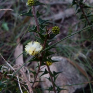 Acacia gunnii at suppressed - 28 May 2021