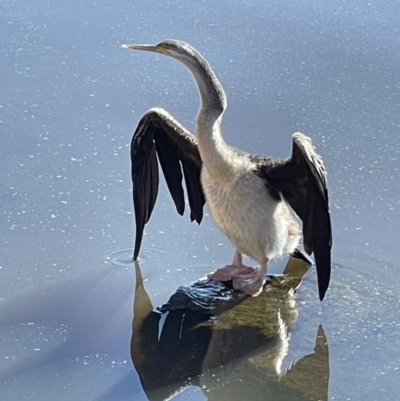 Anhinga novaehollandiae (Australasian Darter) at Lake Burley Griffin West - 31 May 2021 by Goldtuft864