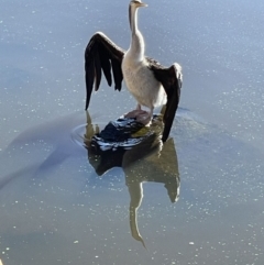 Anhinga novaehollandiae at Yarralumla, ACT - 31 May 2021 12:15 PM