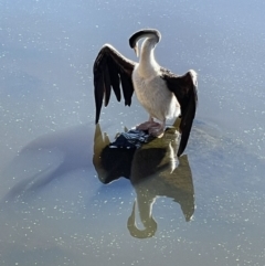 Anhinga novaehollandiae at Yarralumla, ACT - 31 May 2021 12:15 PM